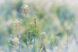herbs