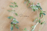 aromaschool-aaaroma