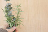 herbs
