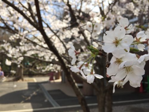 桜の花