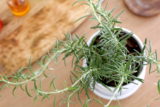 rosemary
