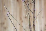 Peach-blossoms
