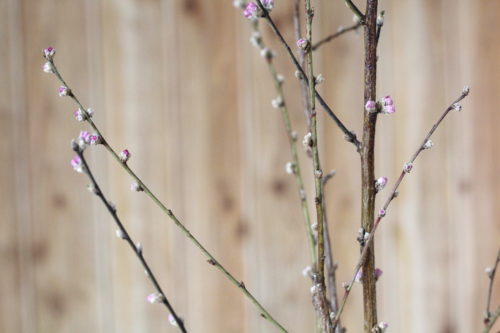 桃の花