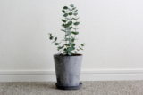 eucalyptus