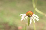 Echinacea