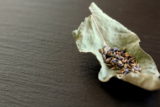 lavender-sage