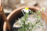 chamomile