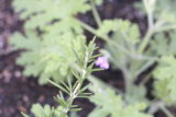 herbs