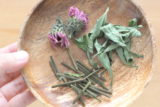 echinacea