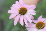 echinacea