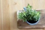 rosemary