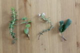 medical-herb